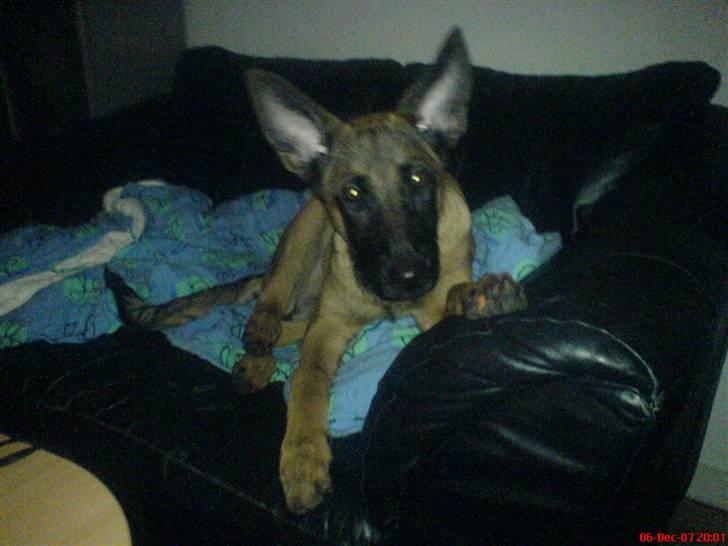Malinois Tulle R.I.P - Lidt fræk er man vil altid :D billede 17