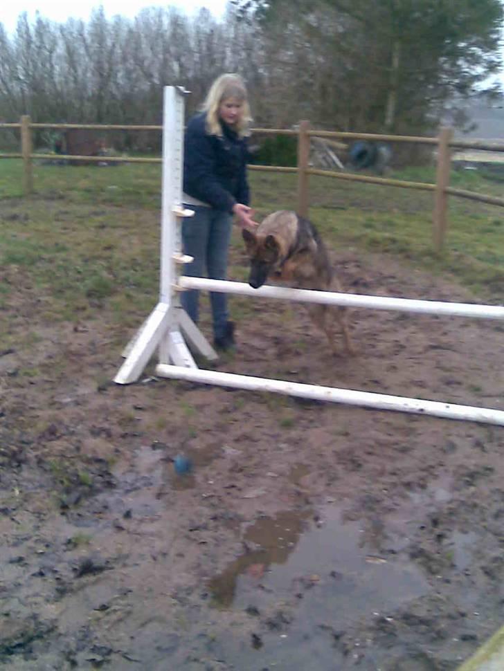 Schæferhund Kila billede 13