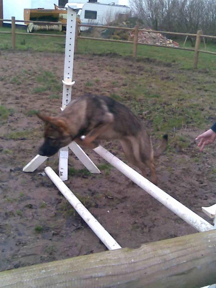 Schæferhund Kila billede 14