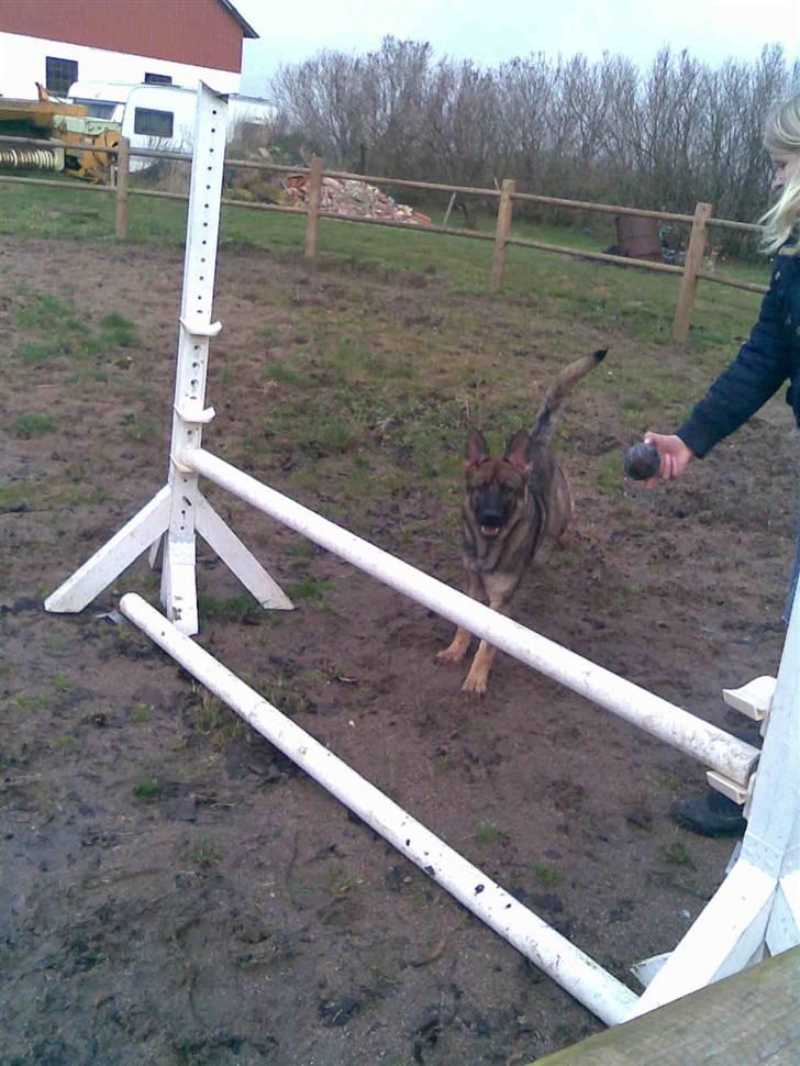 Schæferhund Kila billede 15