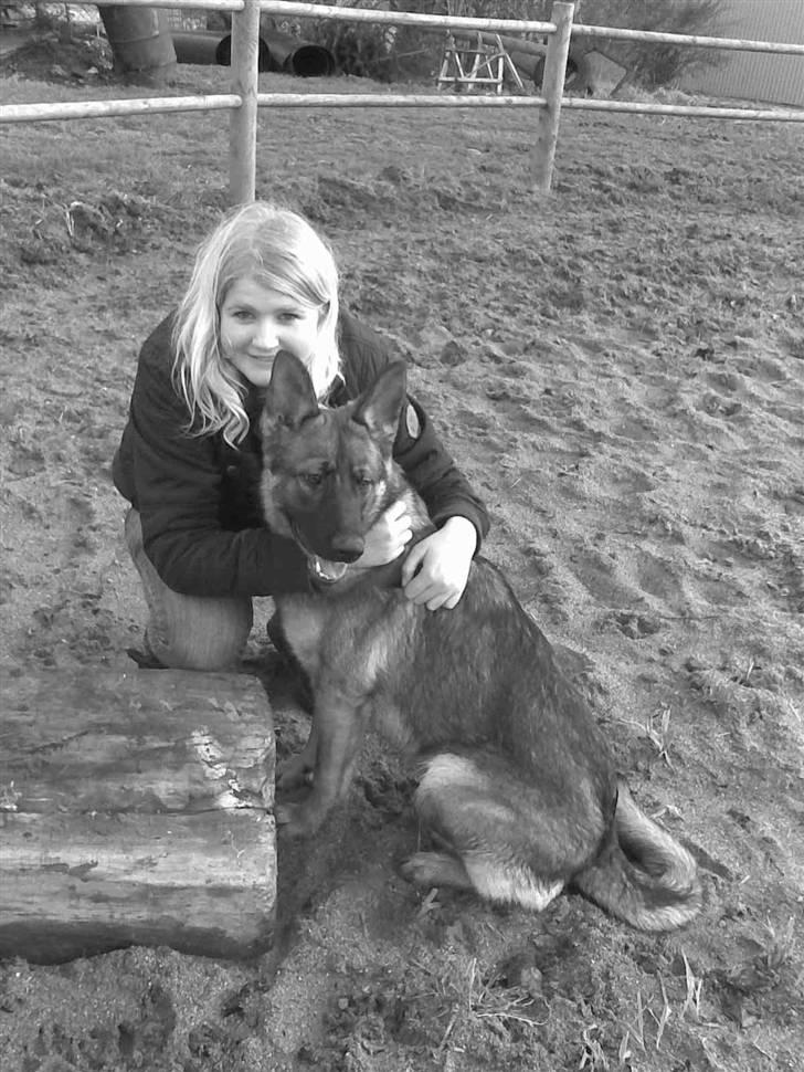 Schæferhund Kila billede 16