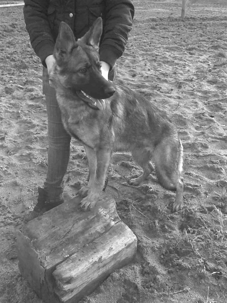 Schæferhund Kila billede 17