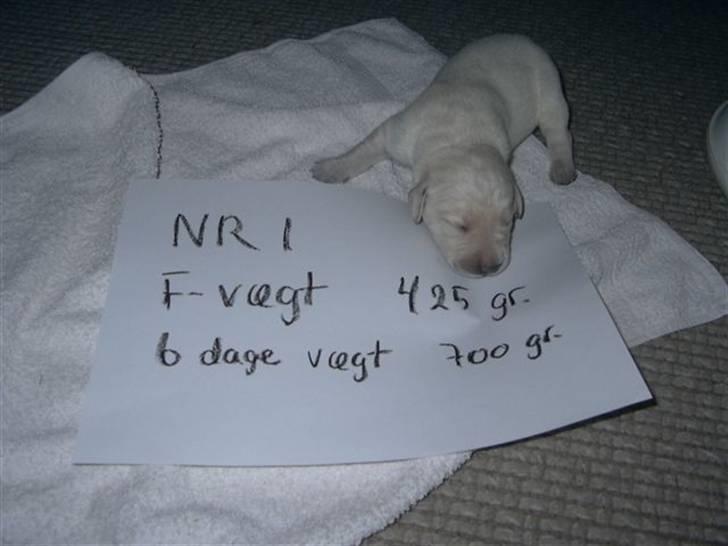 Labrador retriever (formel 1) Molli - da min hund lige vare blevet født <3 billede 12