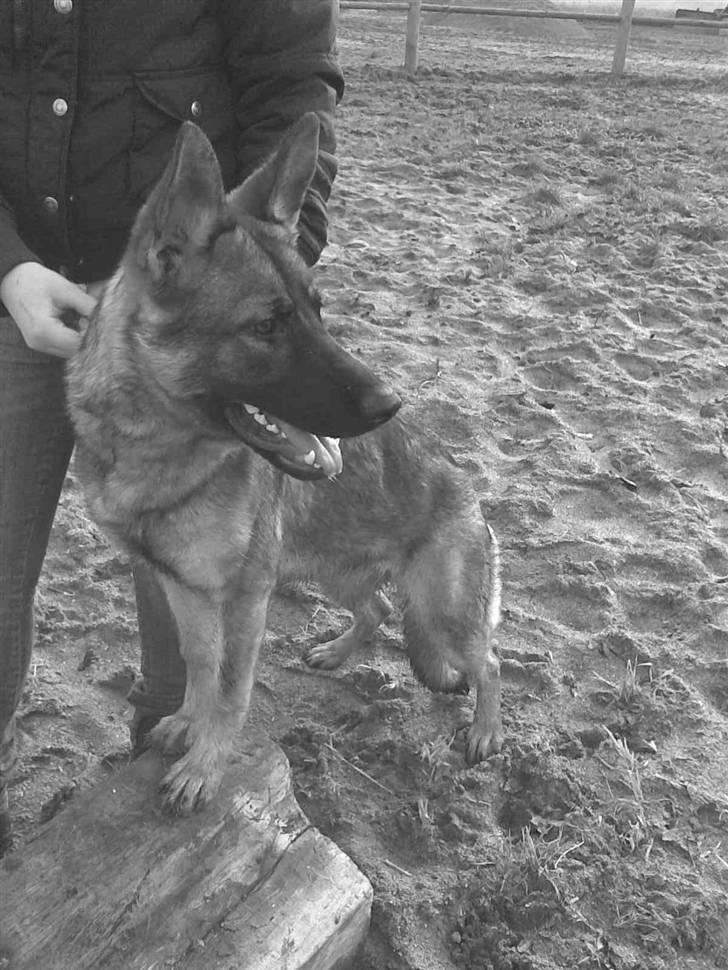 Schæferhund Kila billede 18