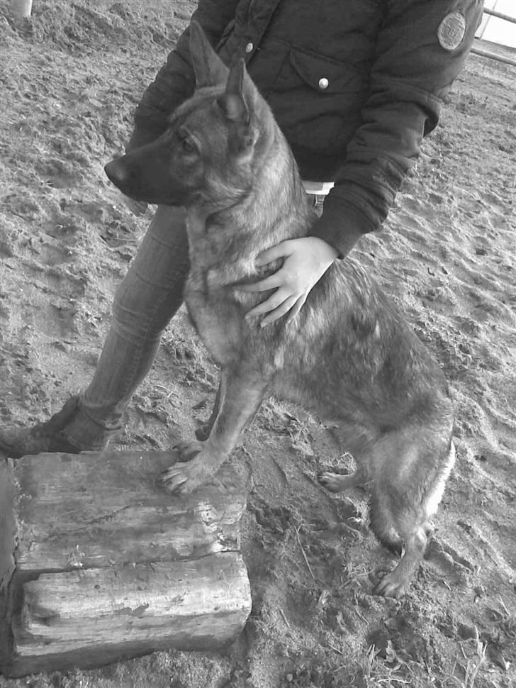 Schæferhund Kila billede 19