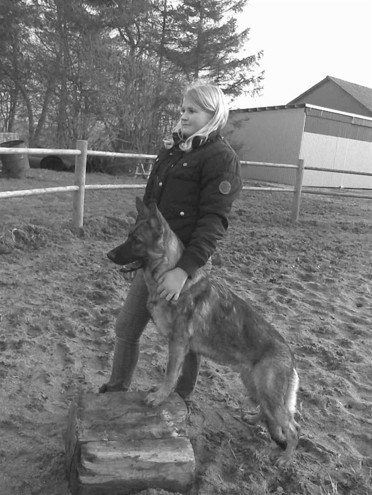 Schæferhund Kila billede 20