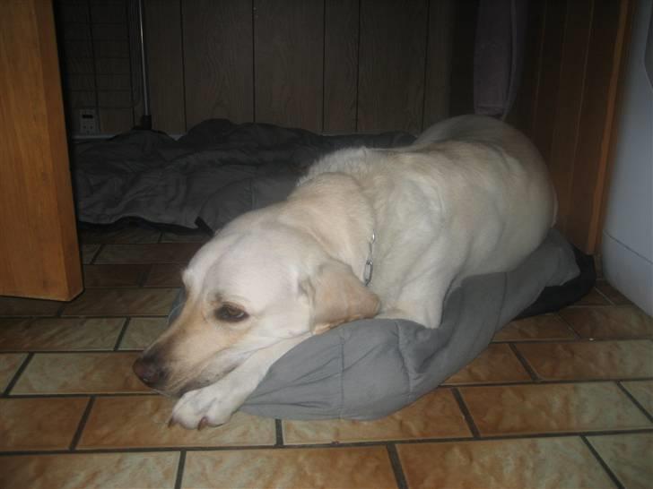 Labrador retriever (formel 1) Molli - nyt billede a den dejlige hund<3 billede 13