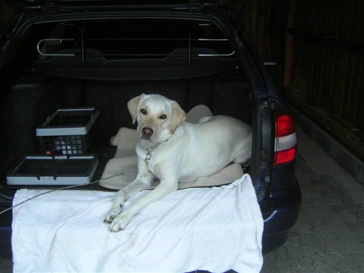 Labrador retriever (formel 1) Molli - det er det hun bedst kan lid, at ligge i bagklappen billede 14