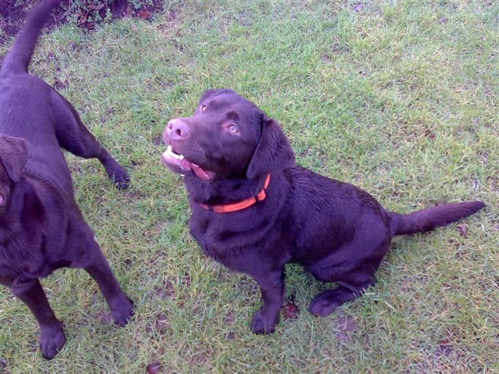 Labrador retriever Kenzo - skal vi igang igen billede 9