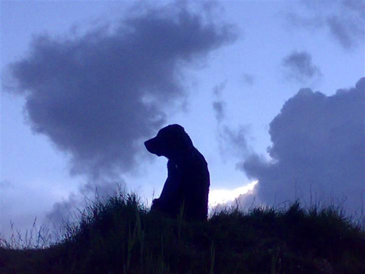 Labrador retriever Kenzo - det ser sort ud billede 10