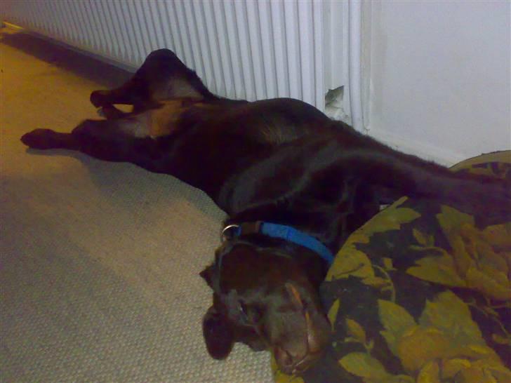 Labrador retriever Kenzo - væk mig når vi skal spise billede 11