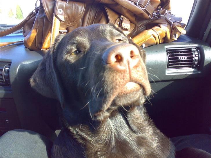 Labrador retriever Kenzo - er vi der snart billede 12