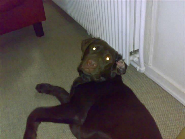 Labrador retriever Kenzo billede 13