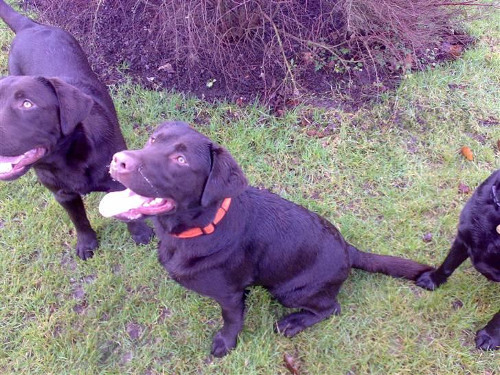 Labrador retriever Kenzo - kast så den boldt billede 14