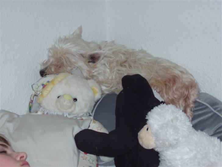 West highland white terrier Sussi 'død';/ - Nattesøvn i bamser :D.. billede 9