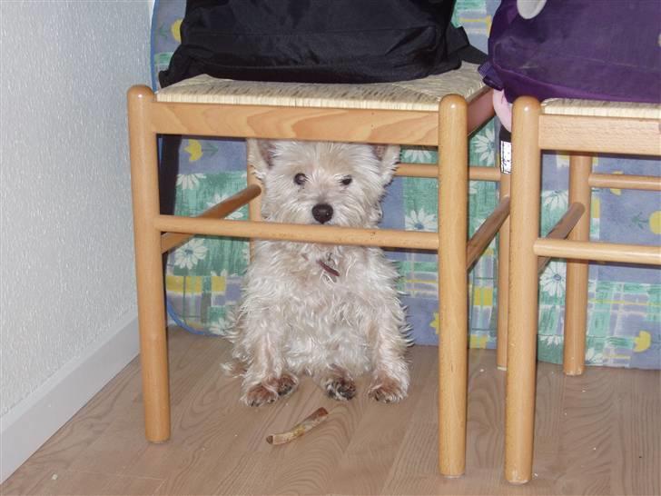 West highland white terrier Sussi 'død';/ - Hund i fængsel :D hehe billede 10