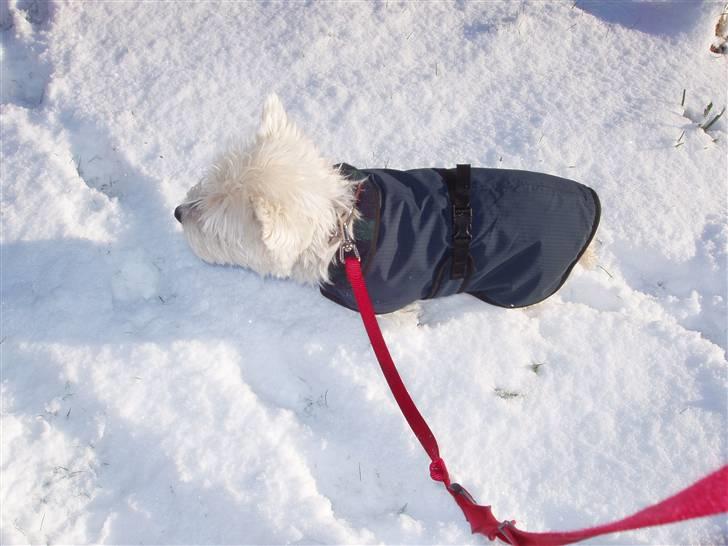 West highland white terrier Sussi 'død';/ - Lille hund dog med jakke på.. xD . billede 11