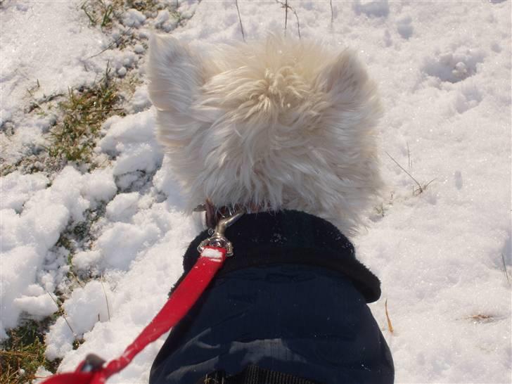 West highland white terrier Sussi 'død';/ - Ørene er helt oppe, når hun ser andre hunde.. :D billede 12