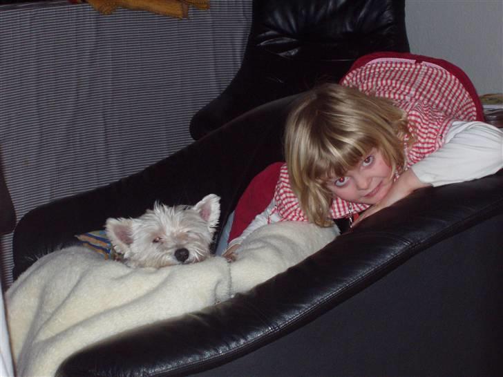 West highland white terrier Sussi 'død';/ - Hehe, vi gemmer os lidt ;P billede 13
