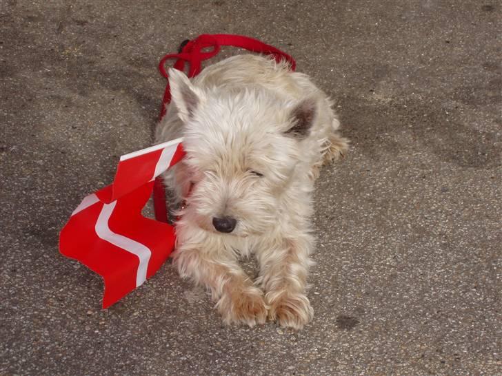 West highland white terrier Sussi 'død';/ - Venter på mor (mig) kommer hjem fra Bornholm.. xD . billede 14