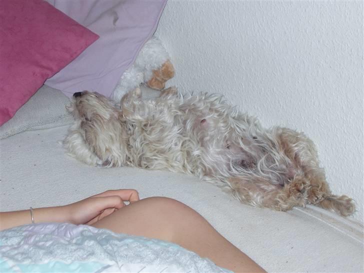 West highland white terrier Sussi 'død';/ - Når man ligger sådan så er man virkelig træt :D billede 15