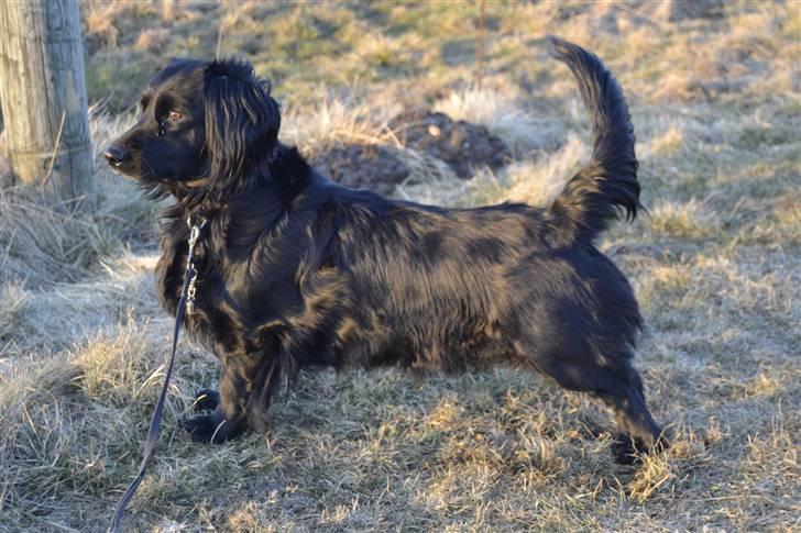 Blanding af racer merlin - waow en lækker hund xD dejlig merlin foto:MND-PHOTO(mig) billede 1