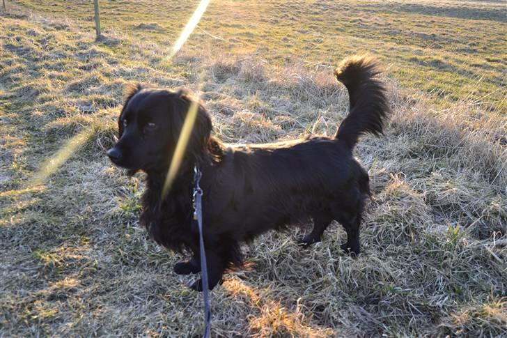 Blanding af racer merlin - merlin i en dejlig solnedgang foto:MND-PHOTO(mig) billede 2