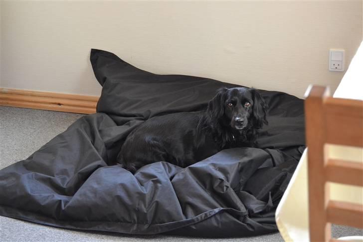 Blanding af racer merlin - merlin slapper af som vi bedst kender hende foto:MND-PHOTO(mig) billede 4