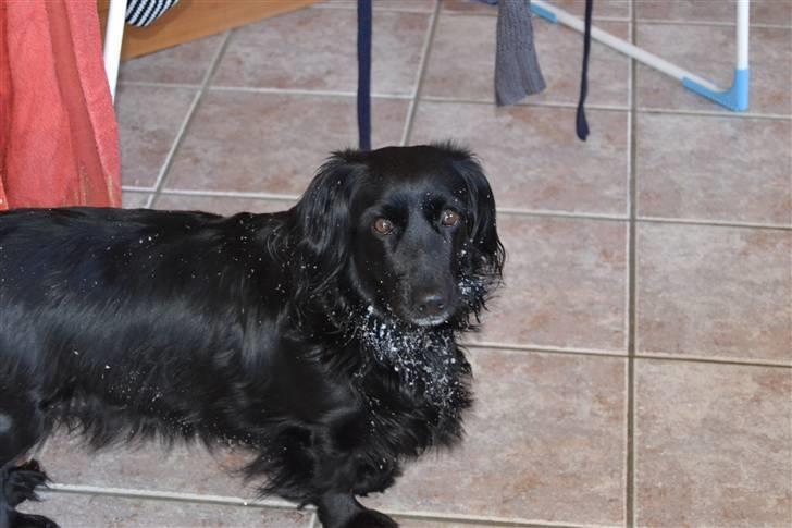 Blanding af racer merlin - merlin efter en tur ude i sne´en foto:MND-PHOTO(mig) billede 5