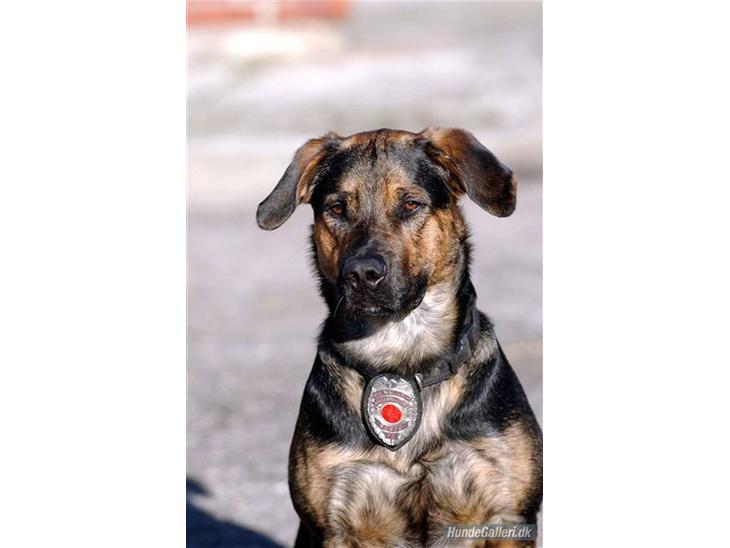 Blanding af racer Bosco - Brandhunden Bosco. Danmarks første certificerede Brandaccelerator sporhund. billede 1