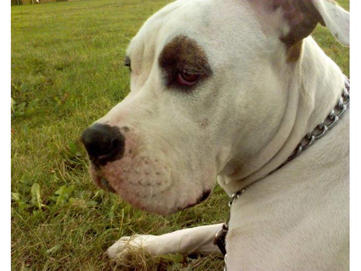 {{currentPhoto.altText}} billede {{currentPhoto.number}}