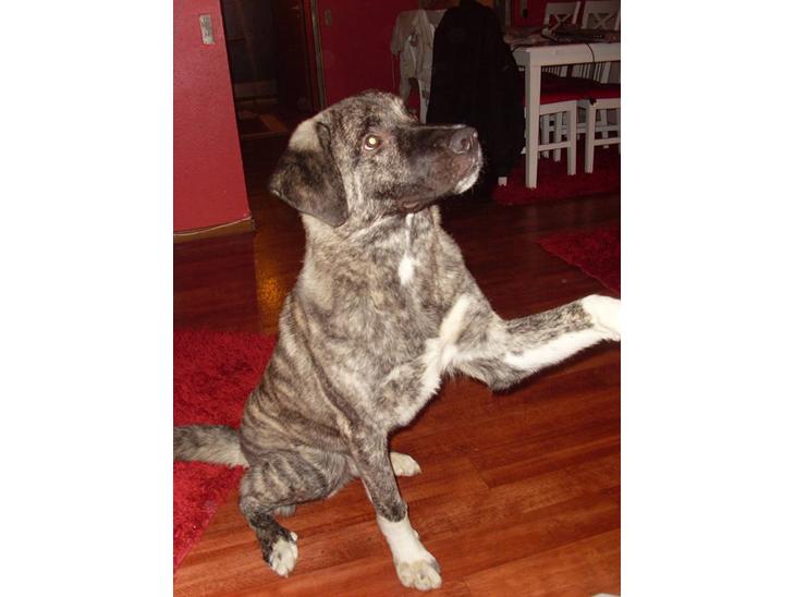 Kangal Efe - Efe 2 billede 1