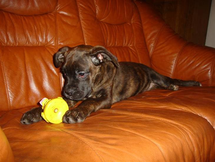 {{currentPhoto.altText}} billede {{currentPhoto.number}}