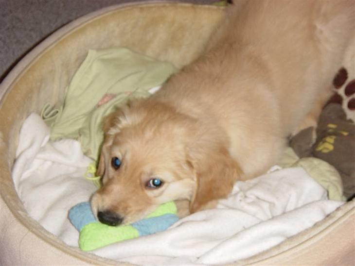 Golden retriever Skipper **DØD** - mors forklæde smager godt billede 1