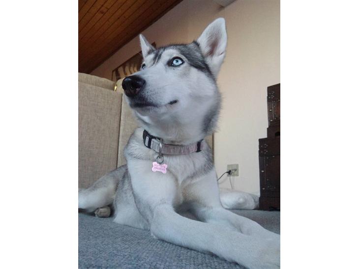 {{currentPhoto.altText}} billede {{currentPhoto.number}}