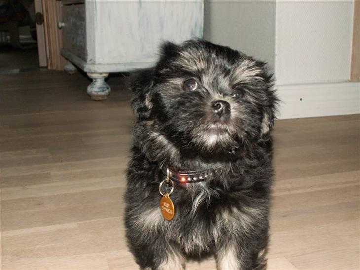 {{currentPhoto.altText}} billede {{currentPhoto.number}}