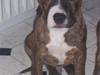 Amerikansk staffordshire terrier Diablo