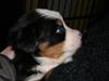 Berner sennenhund max