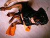 Rottweiler Catos