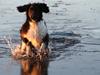 Blanding af racer Loke …… himmelhund  23/5-2022.   14.5 år 
