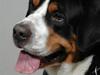 Grosser schweizer sennenhund jaro von steenkamp [ Himmelhund]