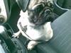 Mops Egon Olsen( udstationeret) [Tidl. hund]