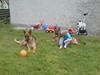 Schæferhund Rocky