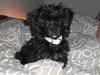 Chinese crested powder puff Chili