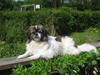 Tibetansk spaniel No-Ma (Sommerlyst) [ Himmelhund]