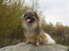 Tibetansk spaniel Desse (Sommerlyst) [ Himmelhund]