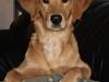 Golden retriever Missy