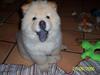 Chow chow Litchi Chow Daisy May