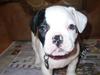 Fransk bulldog Cousteau