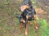 Dobermann chilli